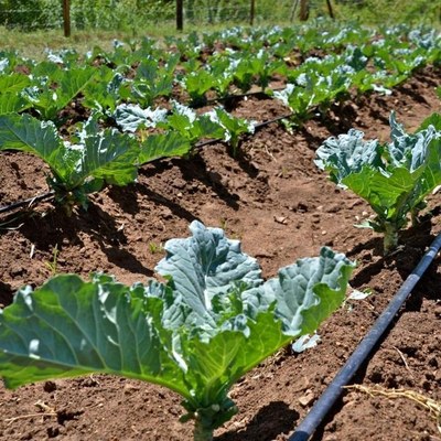 Field Crops & Greenhouses aplicaciones